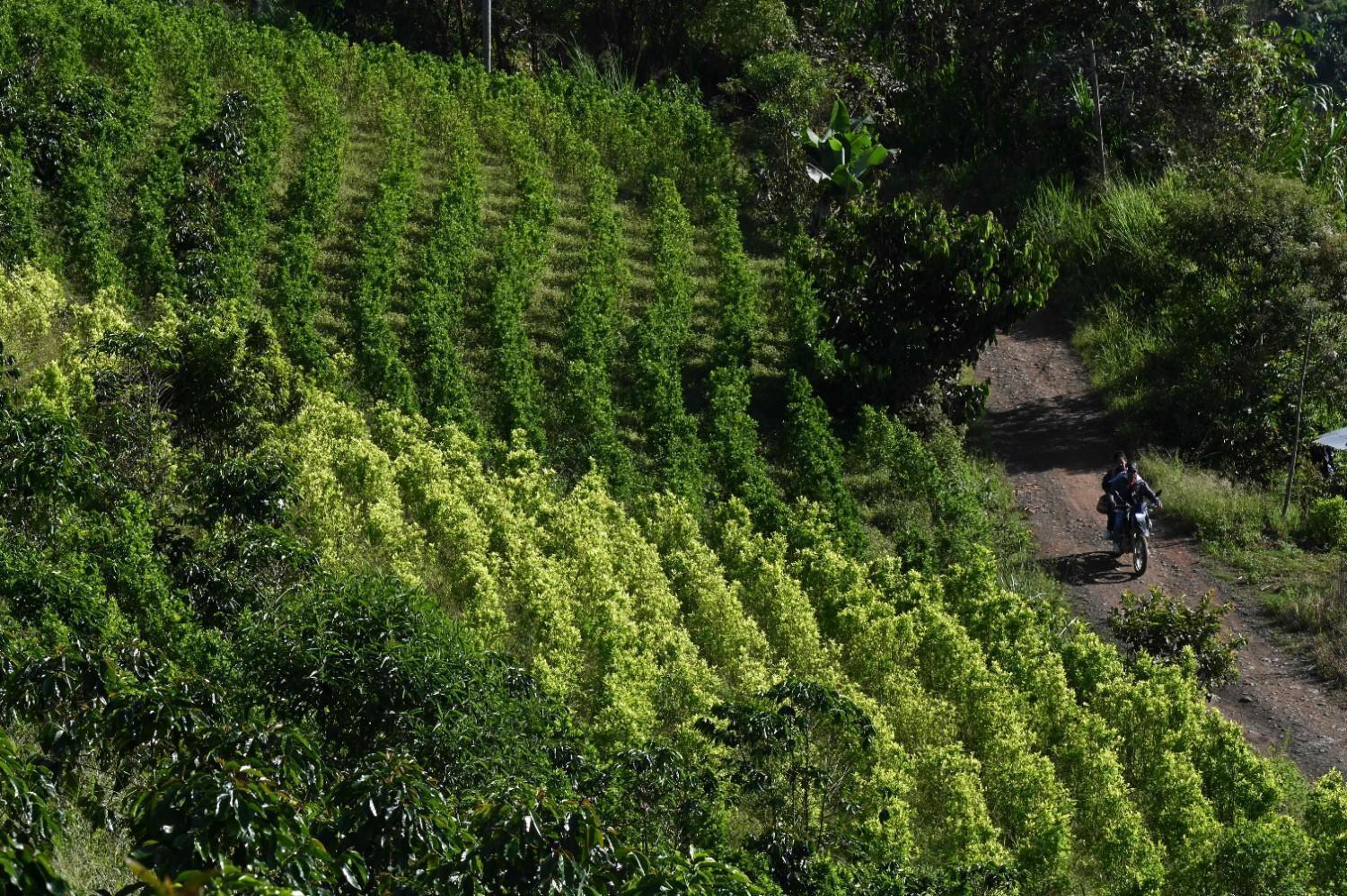 US decertifies Colombia as ally in drugs fight