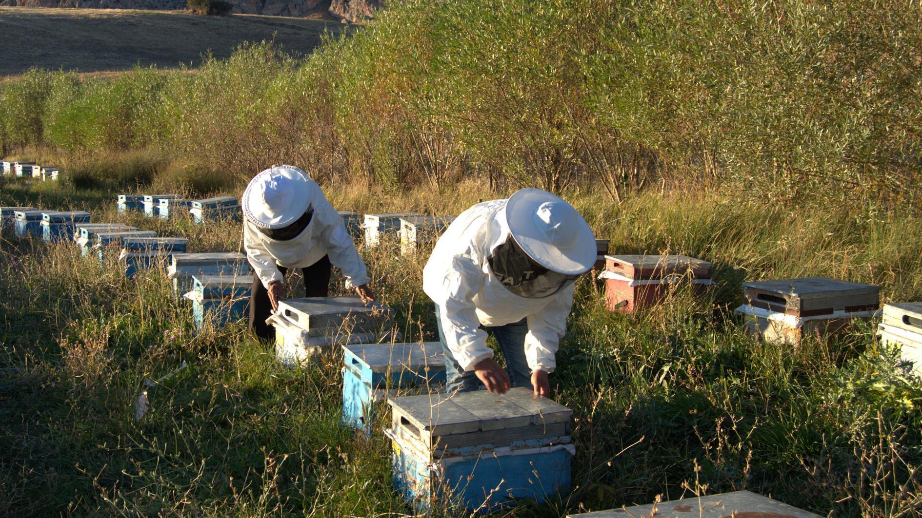 Generations of beekeepers keep Erzurum village buzzing