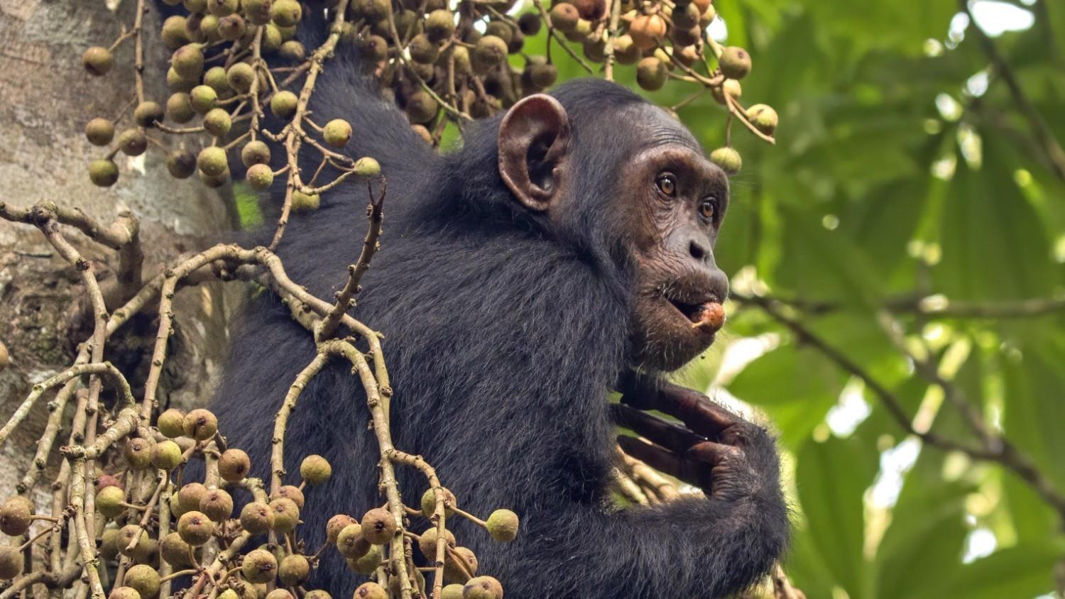 Chimps ingest alcohol daily: study
