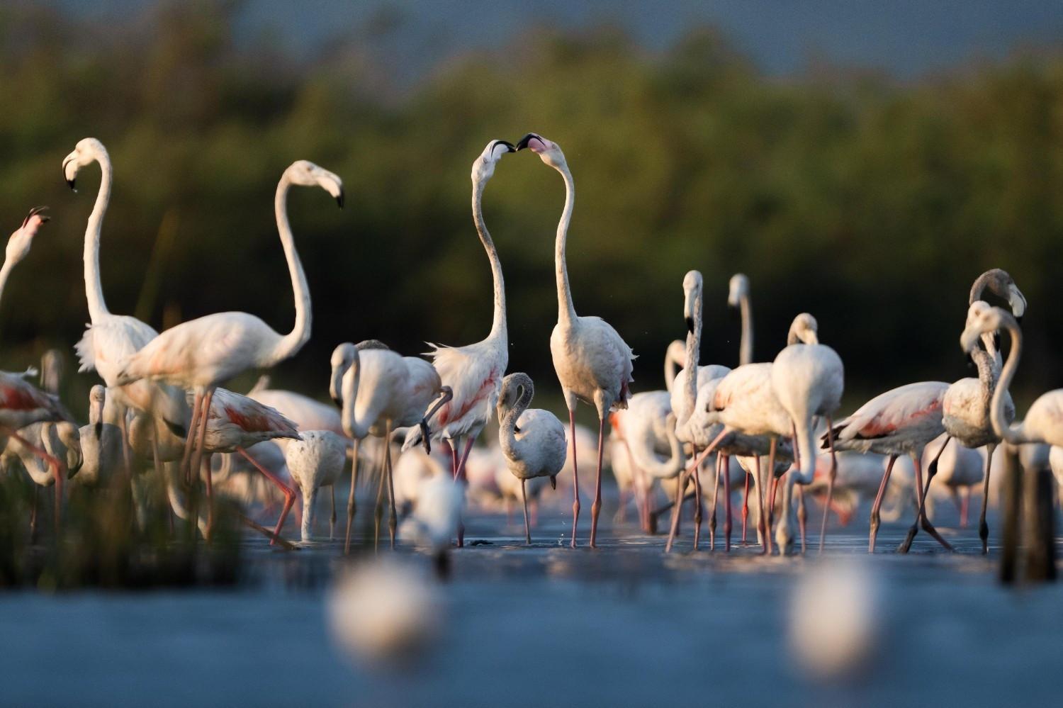 Scores of flamingos arrive in Bursa delta for winter