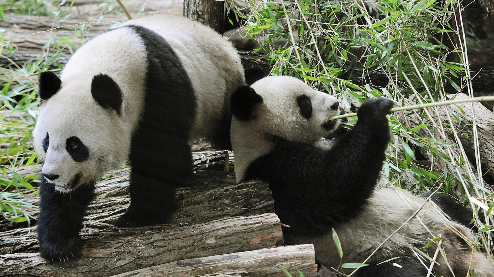 French zoo returns poorly panda and partner to China