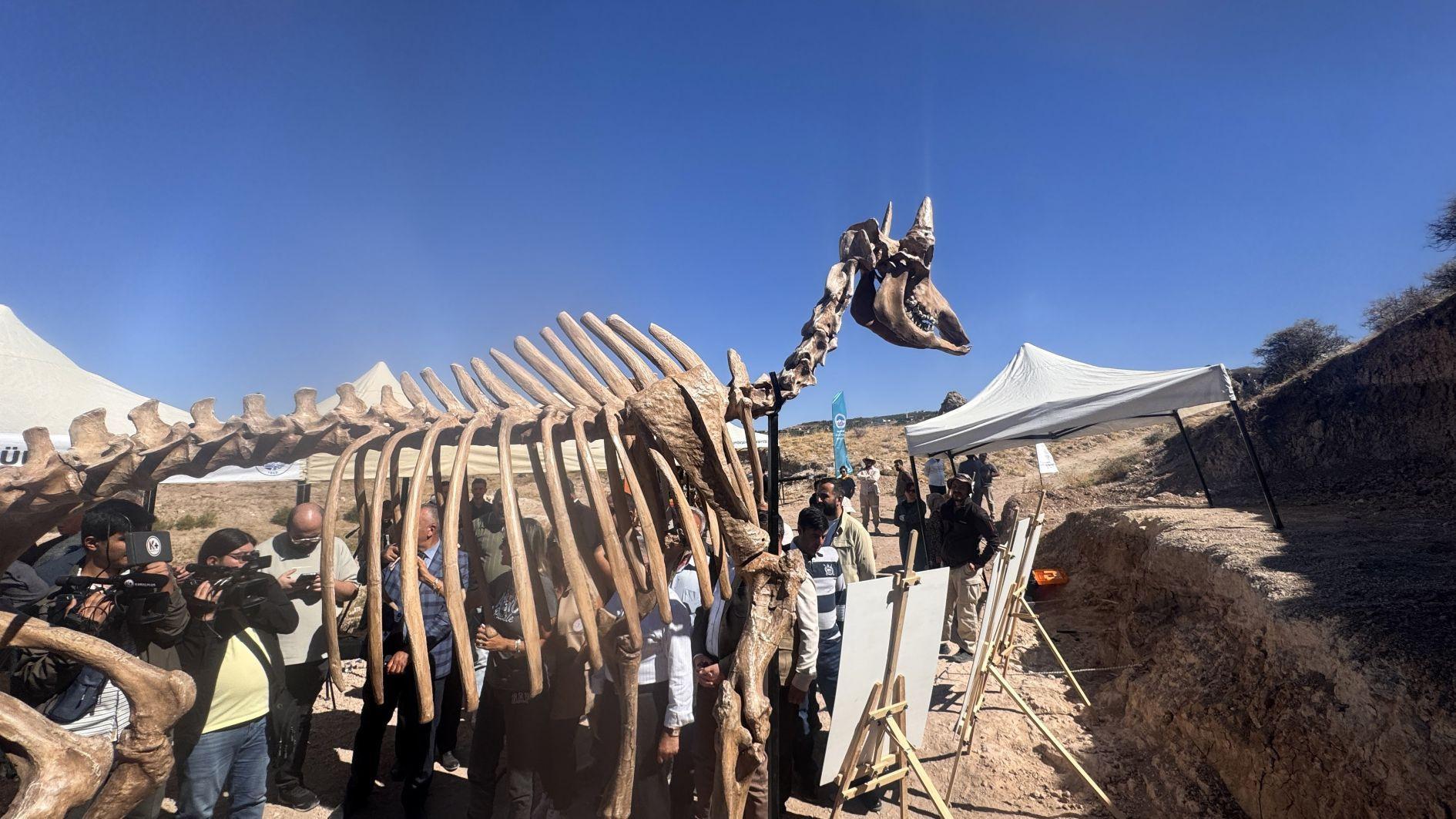 7.7-million-year-old tiger fossil unearthed in Kayseri