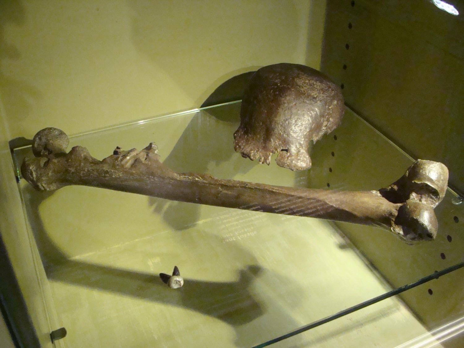 Dutch to return Java Man fossils to Indonesia
