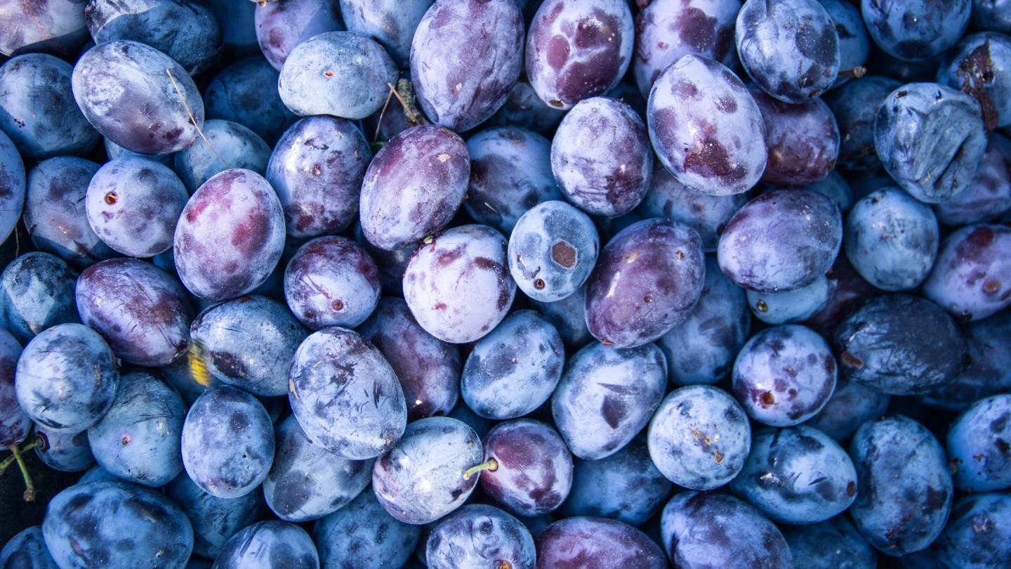 Purple plum passion