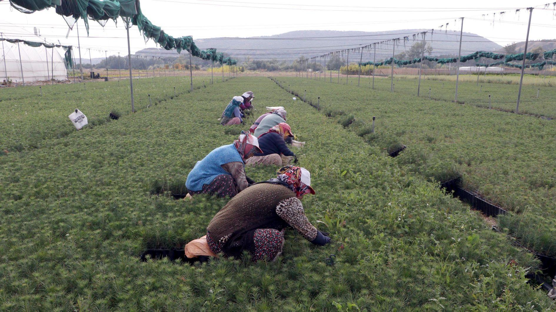 Center ramps up sapling production to reforest fire-hit regions