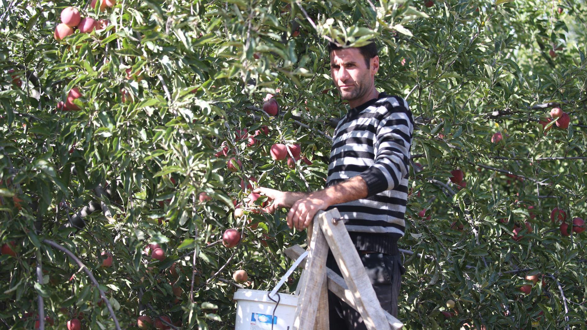 Apples flourish in remote village’s unique microclimate zone