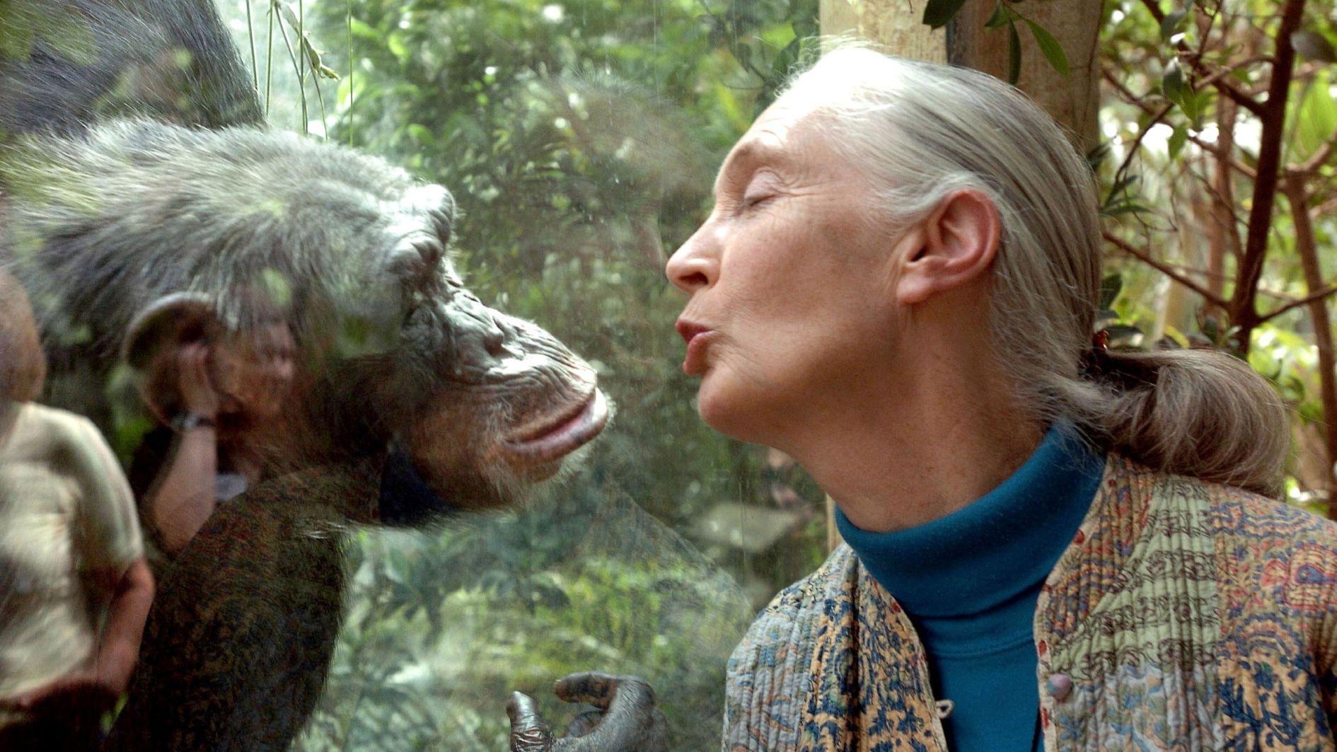 Jane Goodall: Crusader for chimpanzees and the planet