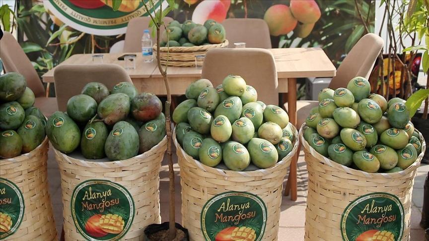 Alanya emerges as Türkiye’s tropical fruit hub