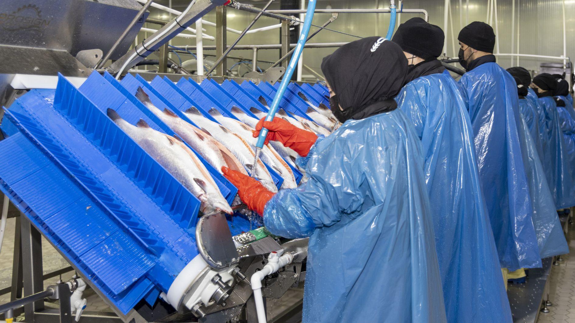 Salmon exports hit $369 million in nine months of 2025