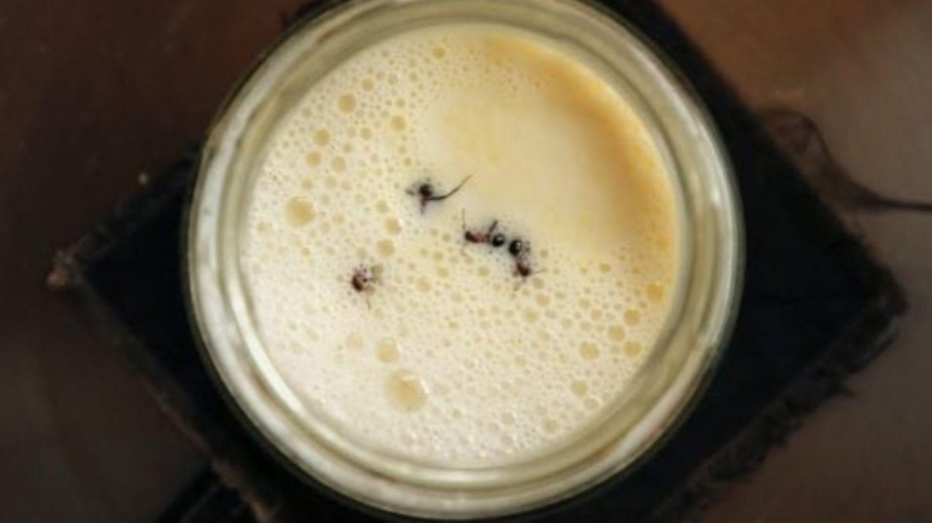 Scientists recreate ‘ant yogurt’ from traditional Turkish, Bulgarian recipe