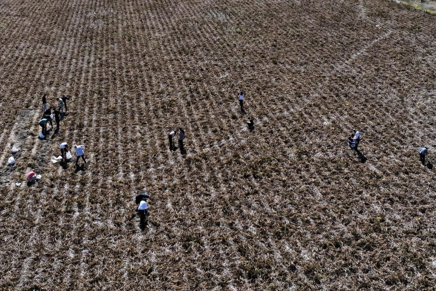 Graduate student conducts thesis research on local farmer’s field