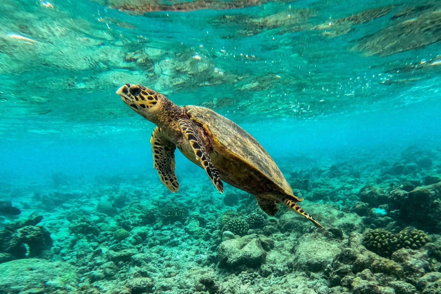 Worlds coral reefs crossing survival limit: global experts