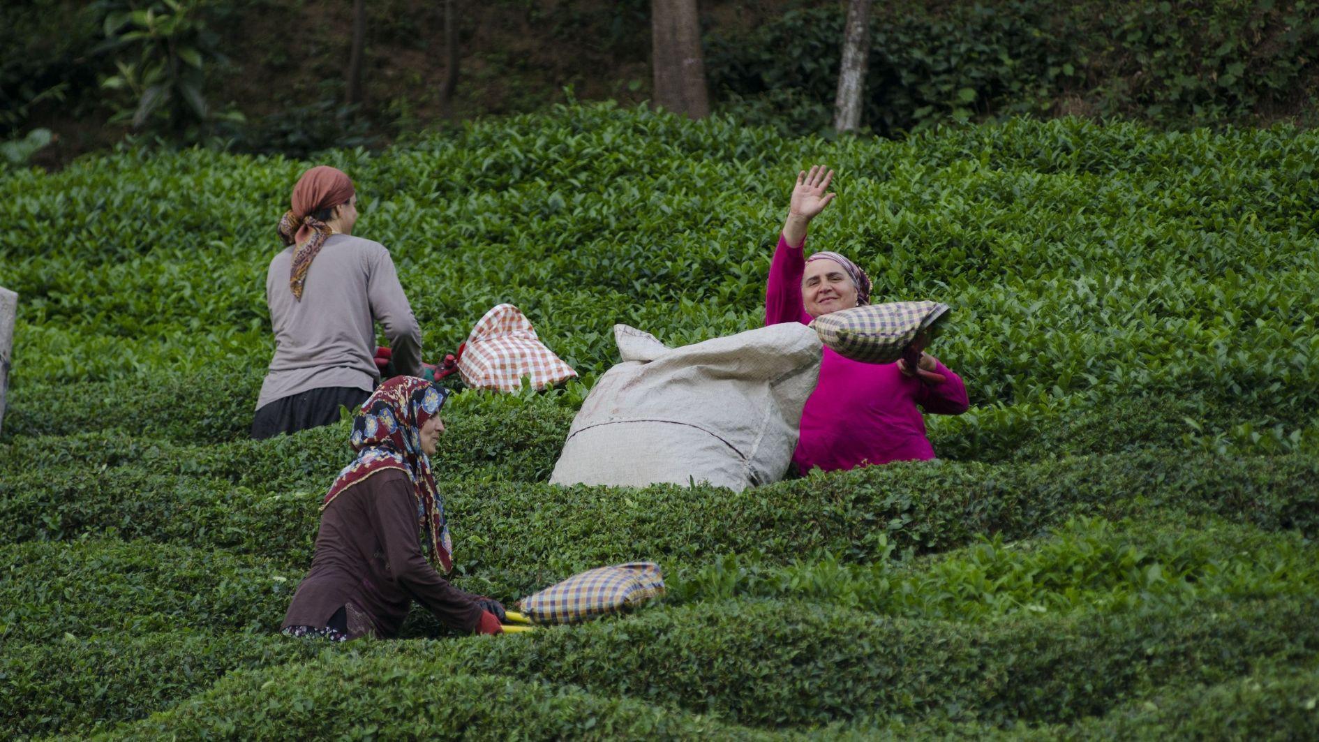 Turkish tea finds buyers in 112 countries