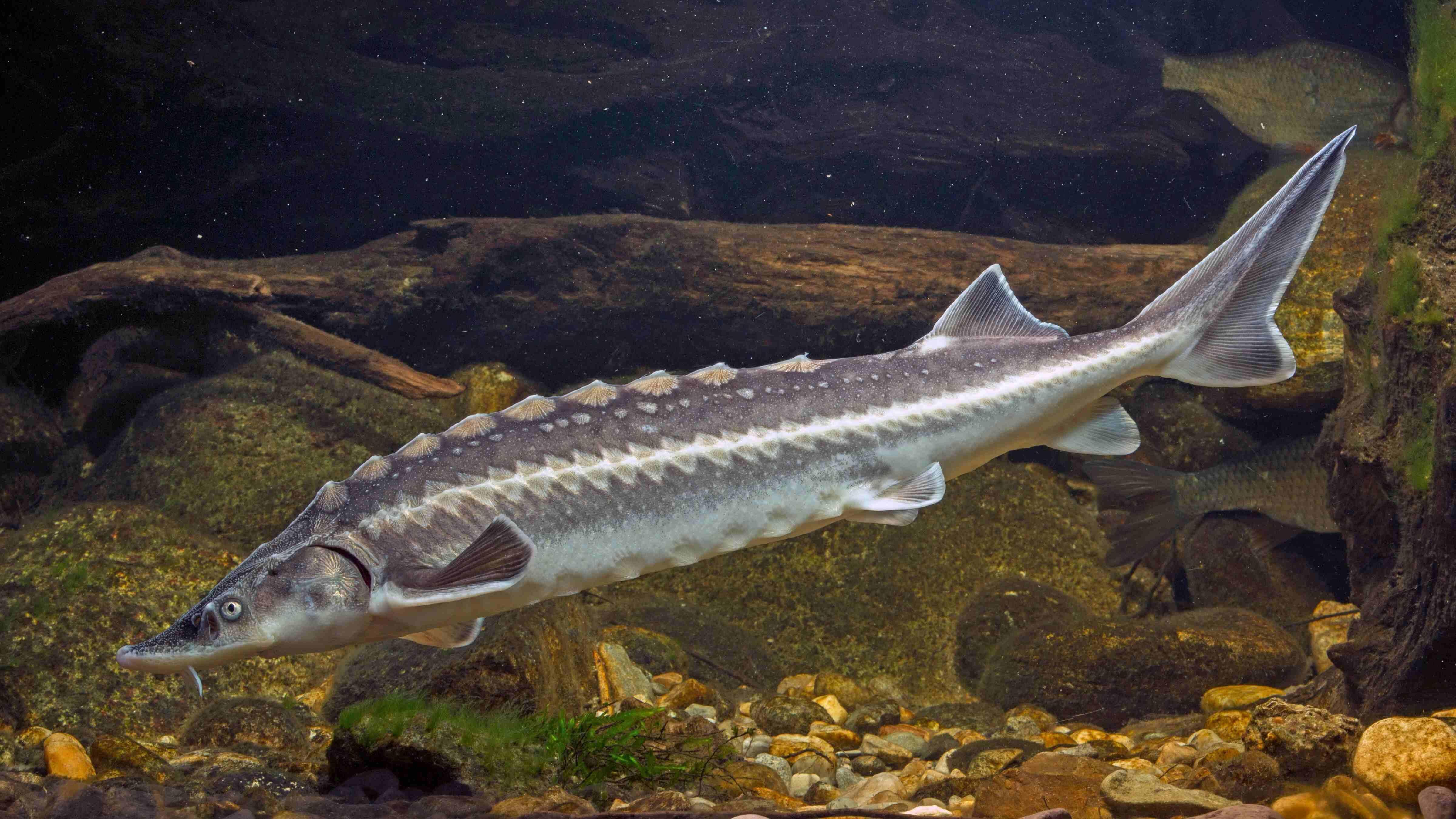 Black Sea city revives ancient sturgeon to reclaim spot in global caviar market