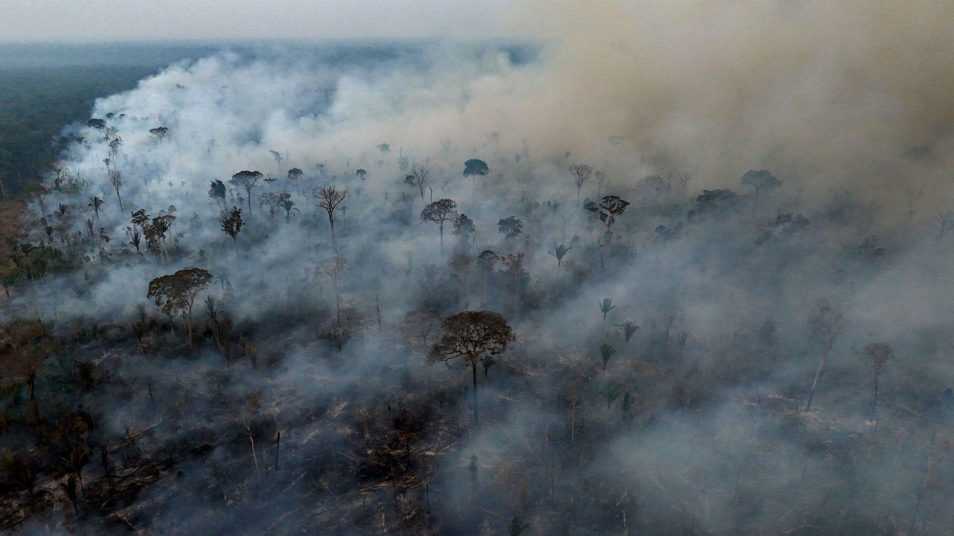 Australian rainforests ‘no longer a carbon sink’