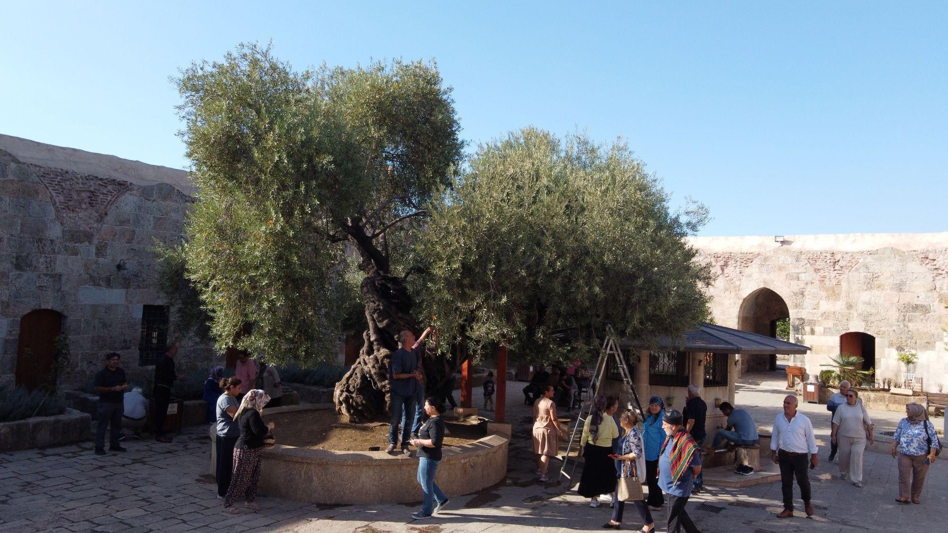 Centuries-old olive tree in Hatay continues to yield fruit