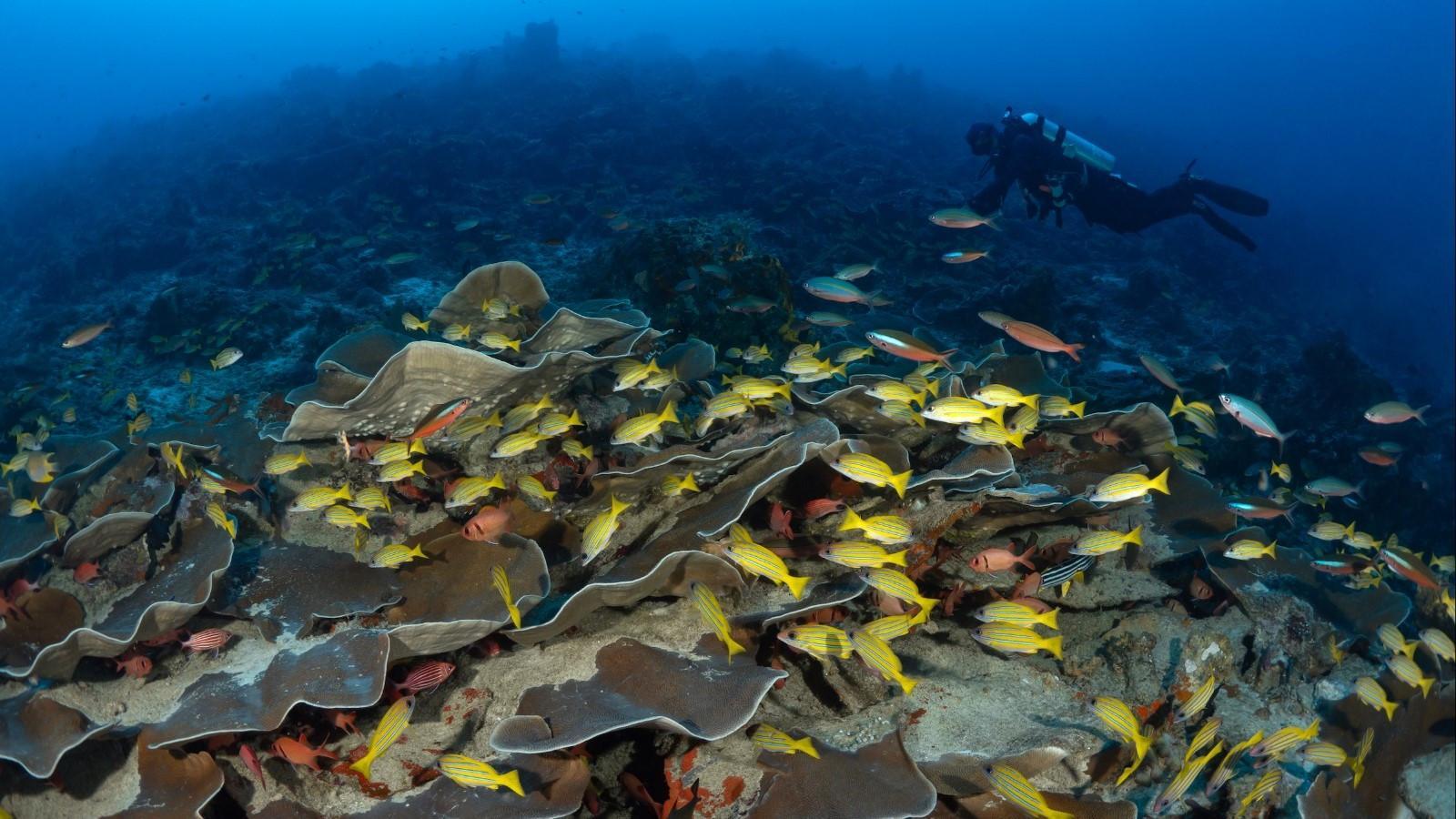 New reef in Indian ocean named after Turkish underwater photographer