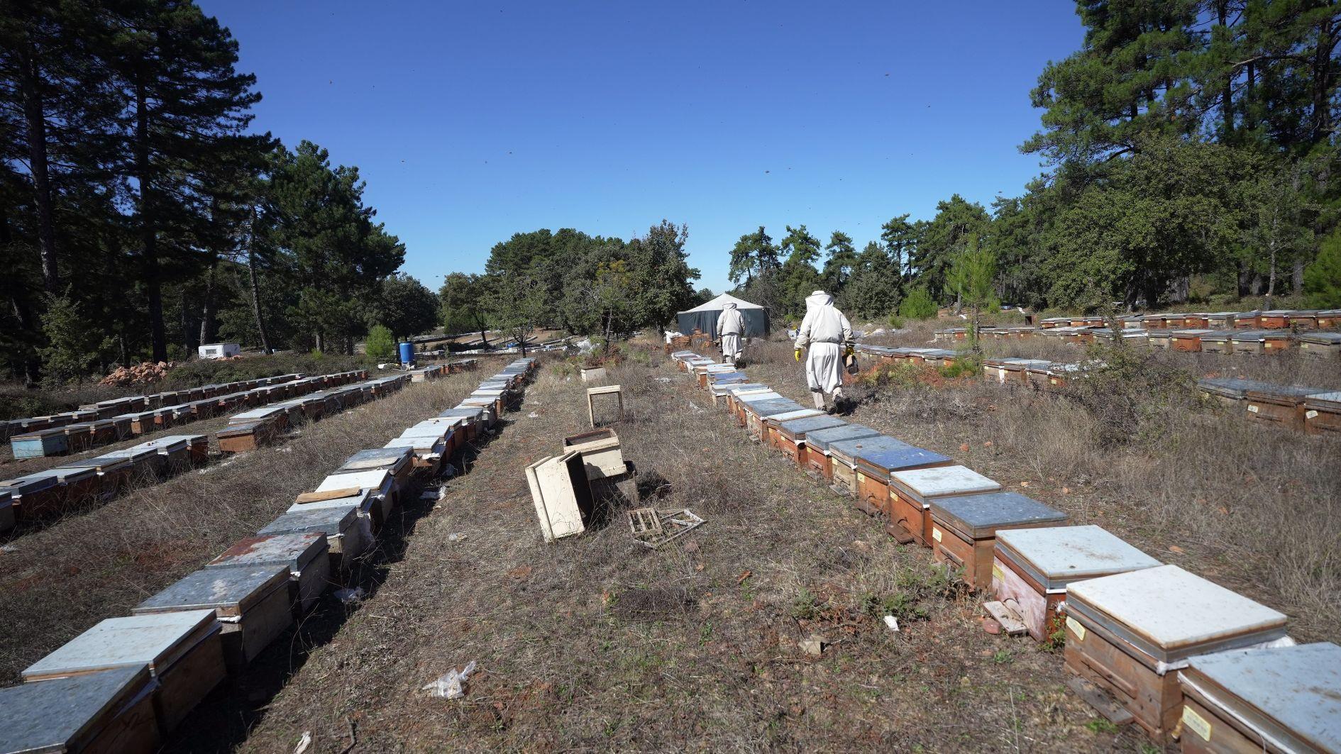Turkish producers aim for pine honey exports