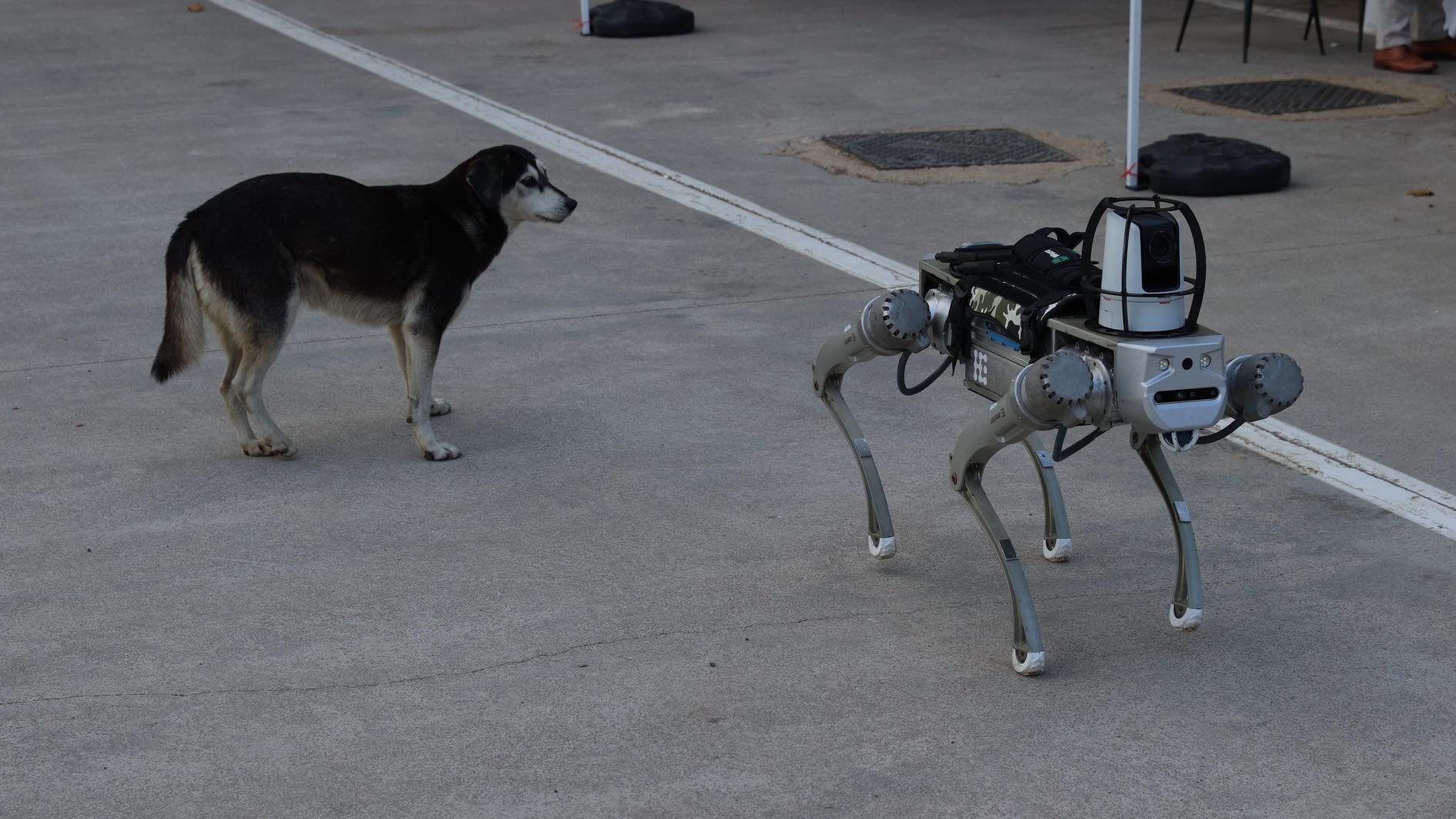 Türkiye develops ‘robot dog’ to join inventory by early 2026