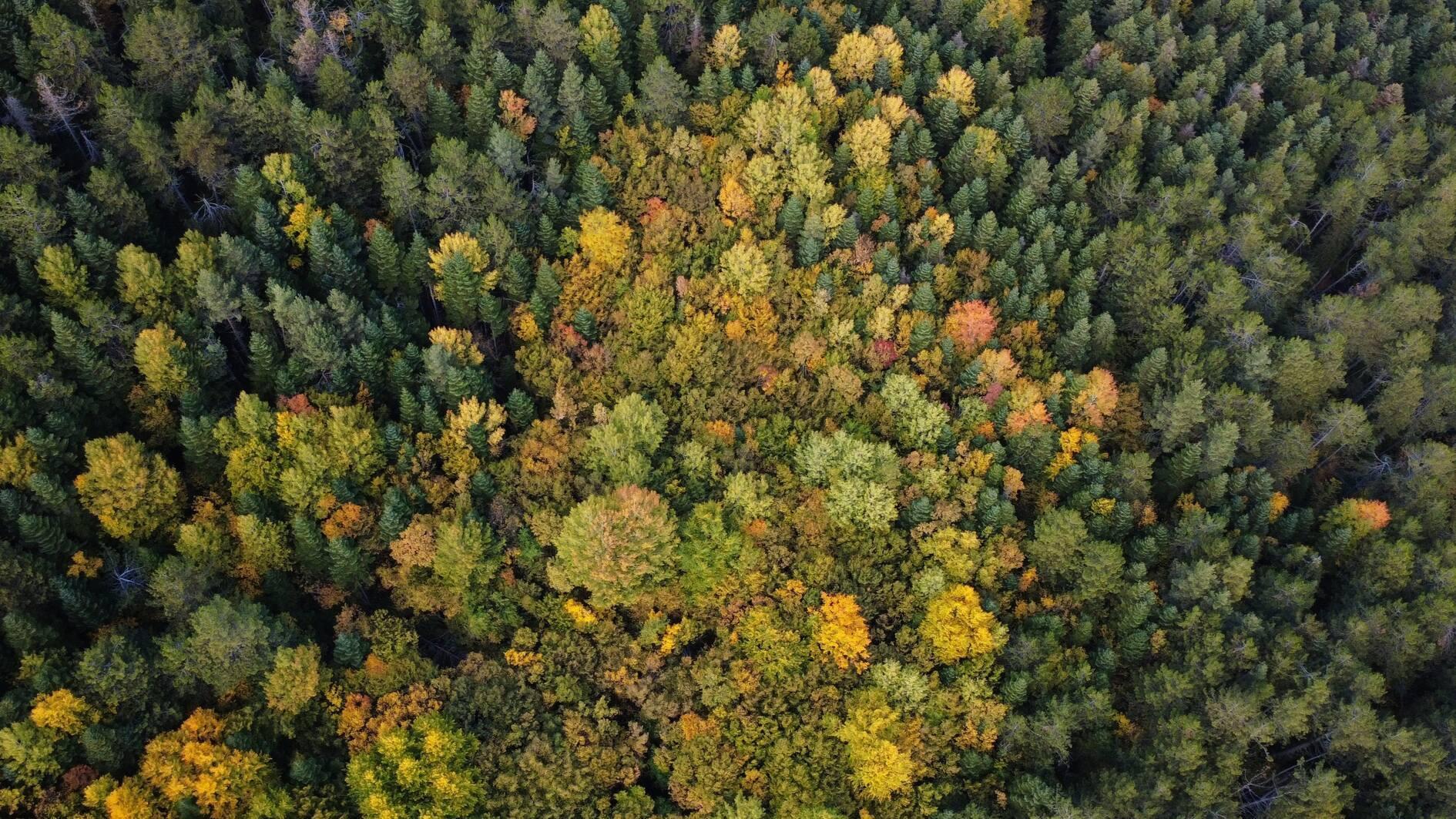 Türkiye launches ‘Green Homeland’ mobilization with year-long tree planting campaign