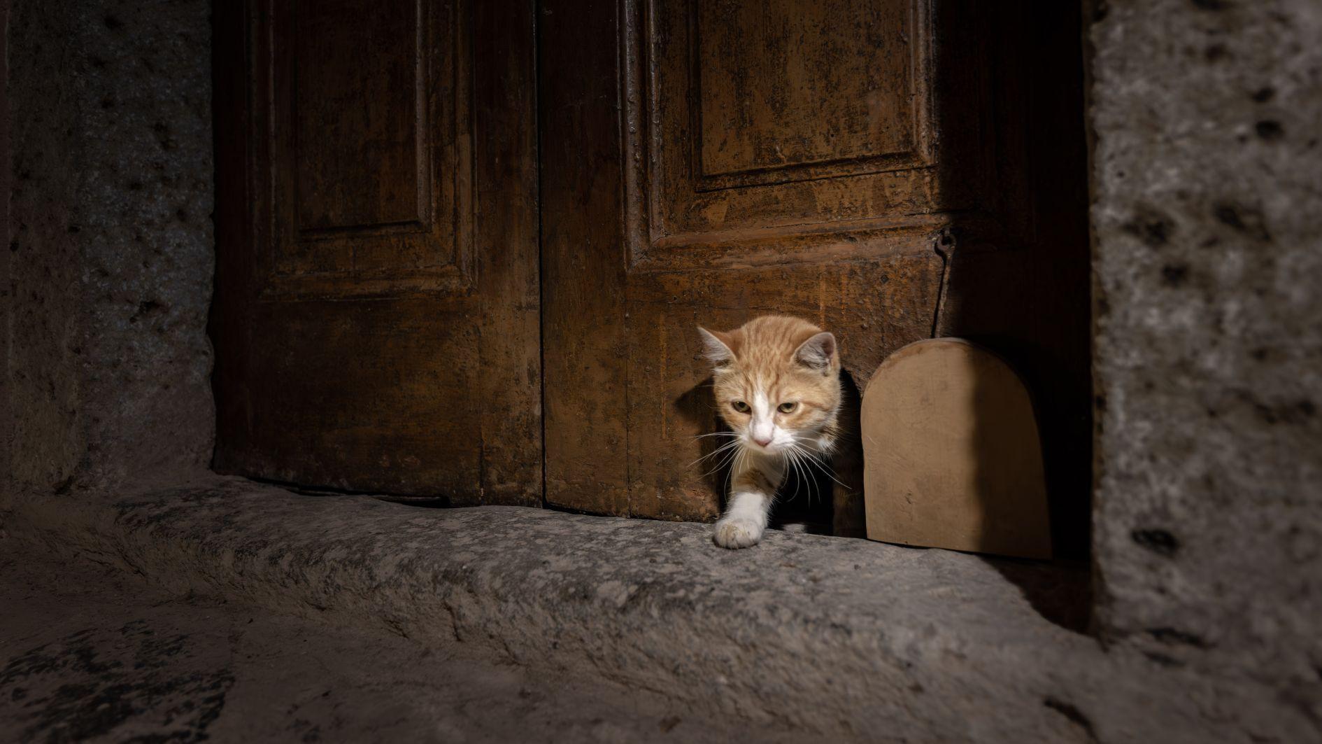 Topkapı Palace’s cat door reopens