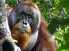 Malaysia plans to introduce orangutan diplomacy: minister