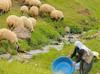 Livestock breeders face shortage of shepherds