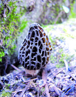 Hunting for the prince of mushrooms