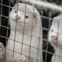 Denmark To Dig Up Millions Of Mink From Mass Graves World News