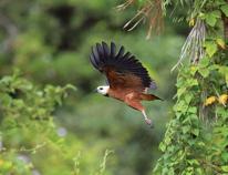 Species in decline worldwide, humans at risk