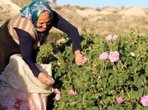 Isparta’s rose season starts one month early