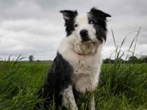 Star dog Messi will interview stars on Cannes red carpet