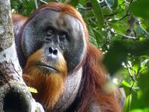 Malaysia plans to introduce orangutan diplomacy: minister