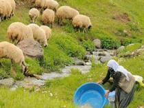 Livestock breeders face shortage of shepherds
