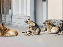 Student bags science award for inventing dog-repellent shoes