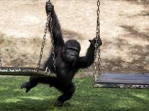 Baby gorilla rescued at Istanbul Airport to stay in Türkiye, officials say