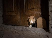 Topkapı Palace’s cat door reopens