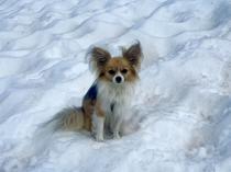 Most dogs have some wolf DNA, even chihuahuas