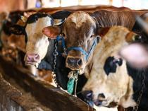 3,000 cattle stuck at sea for a month reach dry land in Libya