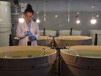 Team releases 120,000 juvenile turbots into Black Sea to support stocks