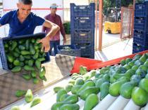 Türkiye’s avocado hub expects 150 million units in harvest
