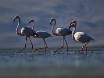 Flamingos become year-round residents in Van Lake