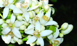 Adana marks April with Orange Blossom Carnival