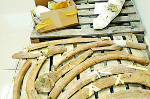 Five million-year-old fossils to go on display at museum