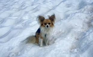 Most dogs have some wolf DNA, even chihuahuas