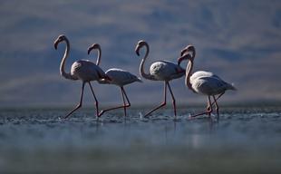 Flamingos become year-round residents in Van Lake