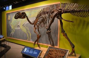 Restorationist solves dinosaur fossil puzzles