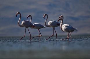 Flamingos become residents in Van Lake