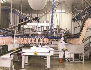 Domestic poultry headed to Saudi Arabia