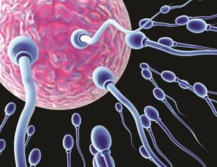 Male birth control in a pill is possible